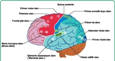 Beyin Fonksiyonları Beyni Fonksiyonları Nelerdir?