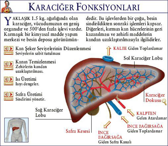 Karaciğer Fonksiyonları