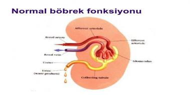 Böbrek Fonksiyonları