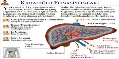 Karacier Fonksiyonlar